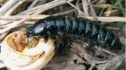 Larva střevlíka uherského. Foto P. Pokluda