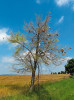 Holožír na lípě srdčité (Tilia cordata) způsobený housenkami bourovce březového (Eriogaster lanestris). Stromořadí u silnice severně od obce Chýňava, červen 2025. Foto J. Racek