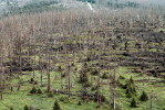 Lesy na Poledníku (1 315 m n. m.) v r. 2016 po disturbanci vichřicí a gradaci lýkožrouta smrkového (Ips typographus). Foto P. Šamonil