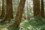 Výjimečné rozměry stromů na jedné ze studovaných lokalit – Wind River, Washington, USA. Foto P. Šamonil