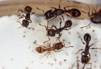 Plodná královna parazitického druhu Strongylognathus testaceus s vajíčky a svou dělnicí (menší a světlejší, má srpovitá kusadla) a s tmavšími většími dělnicemi  hostitelského mravence z druhového komplexu mravence drnového  (Tetramorium caespitum). Foto V. Souralová