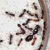 Královna pomocných hostitelských mravenců druhového komplexu  T. caespitum s vajíčky a svými dělnicemi a dělnice sociálně parazitického  mravence S. testaceus. Foto V. Souralová