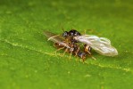 Okřídlení jedinci mravence Strongylognathus testaceus – větší sameček nahoře (nejde zde o páření). Foto V. Souralová