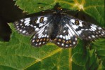 Samec hnědáska horského (Euphydryas cynthia). Argentiére, francouzské Alpy,  červenec 1986. Foto G. O. Krizek