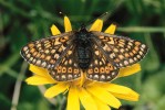 Hnědásek Euphydryas aurinia debilis. Plätzwiesen, Jižní Tyrolsko, Itálie,  červenec 1983. Foto G. O. Krizek