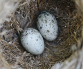 Hnízdo rákosníka velkého (Acrocephalus arundinaceus) parazitované kukačkou obecnou (Cuculus canorus). Mimetické kukaččí vejce vlevo. Foto O. Mikulica