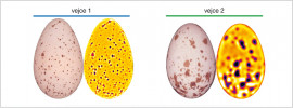 Dvě vejce snesená dvěma samicemi vlaštovky obecné a jejich křivky energie vzoru (následující obrázek). Velikost červené plochy ukazuje rozdíl mezi množstvím a velikostí skvrn vajec. Skořápka prvního vejce má mnoho malých skvrn a maximální energie je tak dosaženo při velikosti filtru 6 px (červený bod modré křivky a odpovídající mapa energie vpravo od vejce). Druhé vejce obsahuje hlavně větší skvrny a maximální energie je naměřena při filtru 16 px (červený bod zelené křivky a odpovídající mapa energie napravo od vejce, blíže v textu). Orig. M. Šulc