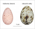 Zbarvení vajec rákosníka velkého (Acrocephalus arundinaceus) je komplexnější než u vlaštovky obecné (Hirundo rustica). Orig. M. Šulc