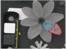 Diagram zobrazující hlavní kroky při přípravě fotografie k analýze barvy nebo vzoru pomocí nástroje micaToolbox (viz předchozí tři obrázky). Vybereme měřítko a objekty, pro které chceme hodnotit barvu a vzor. Pokud je nevybereme, bude analyzován celý snímek. Obrázek můžeme upravit na ostrost vidění druhu (Acuity View). Pro jeden snímek provedeme analýzu barev a vzoru funkcí Pattern Colour and Luminance Measurements, pro skupinu pomocí funkce Batch Multispectral Image Analysis. Upraveno podle: J. Troscianko a kol. (2015)