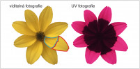 Vlevo květenství (úbor) slunečnice topinamburu (Helianthus tuberosus) vyfotografované pod slunečním zářením s použitím UV filtru (tak ho vnímá člověk). Vpravo je tentýž úbor focený s filtrem propouštějícím pouze UV záření. UV fotografie ukazuje značný rozdíl v odrazivosti UV záření mezi vnitřní a vnější polovinou korunních lístků jazykovitých květů. Ačkoli je zobrazený barevný rozdíl neviditelný pro člověka, včely a mnohý další hmyz dokážou tento signál vnímat. Orig. M. Šulc