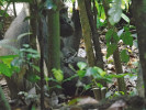 Malui. Habituovaná samice gorily nížinné se svými dvojčaty, jejichž  narození je unikátní, stejně jako tomu bývá u člověka. NP Dzanga-Ndoki. Foto z archivu B. Pafčo