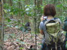 Pozorování habituovaných goril nížinných v r. 2016. Foto z archivu B. Pafčo
