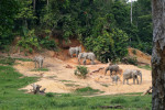 Sloni pralesní (Loxodonta cyclotis) v národním parku Dzanga-Ndoki. Foto z archivu B. Pafčo