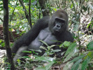 Makumba. Habituovaný samec gorily nížinné (Gorilla gorilla gorilla) v národním parku Dzanga-Ndoki, Středoafrická republika. Foto z archivu B. Pafčo