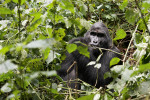 Stříbrohřbetý samec gorily horské  (Gorilla beringei beringei) z národního parku Bwindi v Ugandě. Foto B. Červená 