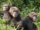 ospělci šimpanze východního  (Pan troglodytes schweinfurthii) žijícího v extrémně fragmentovaných lesích v Bulindi, Uganda. Foto M. McLennan