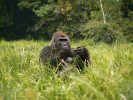 Makumba – stříbrohřbetý dominantní samec gorily nížinné (Gorilla gorilla gorilla). Chráněná území Dzanga-Sangha, Středoafrická republika.  Foto K. Petrželková