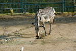 Zebra horská (Equus zebra) zkoumající trus v Zoo Ústí nad Labem. Foto J. Pluháček