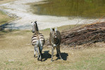 Průzkum již přeznačené moči pomocí flémování třetím zvířetem – zebra stepní (Equus quagga) v Zoo Brno. Foto J. Pluháček