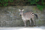 V minulosti byla řada výběhů zeber v zoologických zahradách zcela přehledných z návštěvnických prostor. To umožnilo realizaci hodnotného etologického výzkumu. Dnešní trend nepřehledných výběhů takový výzkum již neumožňuje. Na fotografii poddruh zebry stepní – zebra Böhmova (Equus quagga boehmi) v původním výběhu v zoo ve Dvoře Králové. Foto J. Pluháček