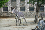Značkování je cílené nenáhodné vyměšování na moč nebo trus jiného jedince, jak ilustruje tento snímek zebry Grévyho (Equus grevyi) v Zoo Dvůr Králové. Foto J. Pluháček