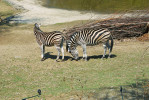 Průzkum moči klisny druhou klisnou u zebry stepní (Equus quagga) v Zoo Brno. Foto J. Pluháček