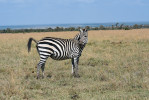 Zebra stepní (Equus quagga) v rezervaci Ol Pejeta v Keni. Zebry se při vyměšování velmi často zastaví a přeruší jiné činnosti jako např. příjem potravy. Foto J. Pluháček