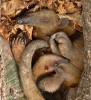 Samice s mládětem mravenečníka mexického (Tamandua mexicana). Foto J. Korba