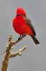 Mezi charakteristickými zástupci neotropických ptáků v suchých lesích najdeme např. tyranovec rubínový (Pyrocephalus rubinus). Foto J. Korba