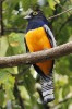 Mezi charakteristickými zástupci neotropických ptáků v suchých lesích najdeme např. trogon Trogon chionurus z tropického řádu Trogoniformes typického zvláštní stavbou nohy. Foto J. Korba