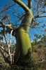 Zelená fotosyntetizující borka vlnovce Ceiba trischistandra v období sucha výrazně kontrastuje s okol­ními opadavými dřevinami v ekosystému tropického suchého lesa. Tento druh je endemický pro oblast západního Ekvádoru a severního Peru, kde byly suché lesy zredukovány na malé procento původní rozlohy. Vlnovce jako takové ale ohroženy nejsou, jejich nekvalitní dřevo a nejspíš i vzhled je chrání před vykácením. Pro mnohé jiné dřeviny suchých lesů s kvalitním dřevem to však neplatí – staly se velmi ohroženými. Foto J. Korba
