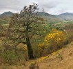 Kvetoucí guayacán Handroanthus chrysanthus (trubačovité – Bignoniaceae). Foto J. Korba