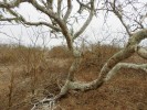Typický pokřivený vzrůst stromu Palo Santo – březule Bursera graveolens. Strom snadno poznáme již na vzdálenost několika desítek metrů podle jeho intenzivní charakteristické vůně. Foto J. Korba