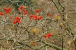 Červeně kvetoucí stromovitá Eriotheca ruizii (Bombacaceae). Foto J. Korba
