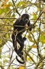 Vřešťan pláštíkový (Alouatta palliata) zůstal nejhojnějším primátem suchých lesů Ekvádoru. Přesto jsou jeho populace ohroženy značnou fragmentací stanovišť. Foto J. Korba