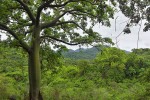 Krajina suchého tropického lesa v období dešťů. Foto J. Korba