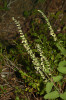 Rozšíření ožanky lesní (Teucrium scorodonia) představuje jeden z nejvýraznějších floristických rozdílů mezi  českou a bavorskou stranou Šumavy. Zatímco na šumavské návětrné straně v Bavorsku byl zjištěn výskyt v 18 kvadrantech středoevropské mapovací sítě, na české straně Šumavy je udávána  z jediné lokality. Foto M. Štech