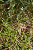 Ptačinec dlouholistý (Stellaria longifolia) je nenápadným, ale fytogeograficky významným druhem Hornovltavské kotliny. Foto M. Štech