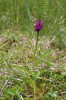 Prstnatec Traunsteinerův rašelinný (Dactylorhiza traunsteineri subsp. turfosa) můžeme považovat za jeden z mála šumavských endemických taxonů.  Předpokládá se, že vznikl hybridogenní speciací, která je v rodě prstnatec velmi častá. Areál má omezen pouze na část Šumavských plání v širším okolí  Horské Kvildy, odkud byl popsán. Foto M. Štech