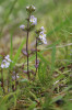 Světlíky (rod Euphrasia) často vytvářejí morfologicky jedinečné populace adaptované na konkrétní ekologické  podmínky prostředí. V okolí Modravy byly objeveny unikátní populace časně  kvetoucího světlíku, který se nepodobá žádnému z ostatních šumavských druhů. Příbuzenské vztahy těchto rostlin jsou v současnosti předmětem intenzivního studia. Foto M. Štech