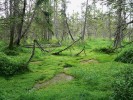 Interiér rašelinné smrčiny s různorodou povrchovou strukturou, kde se střídají rašeliníky (Sphagnum spp.) s porosty suchopýru pochvatého (Eriophorum vaginatum) a brusnice borůvky (Vaccinium myrtillus). Stromové patro je rozvolněné a nízké. Rašelinná smrčina poblíž Filipovy Huti. Foto Z. Urbanová