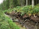 Odvodňovací kanál vyhloubený až na minerální podloží. Černohorský močál. Foto Z. Urbanová