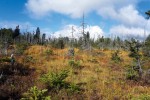 Středně narušené vrchoviště s částečně zachovalou vegetační strukturou se suchopýrkem trsnatým (Trichophorum cespitosum).  Foto Z. Urbanová