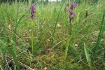 Ostřicové minerotrofní rašeliniště  s prstnatcem májovým rašelinným  (Dactylorhiza majalis subsp. turfosa). Foto I. Bufková