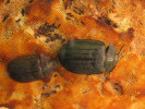 Kornatec velký (Peltis grossa) je vzácný dřevožijný brouk z čeledi kornatcovití (Trogossitidae). V r. 2018 byl po téměř 100 letech znovuobjeven v NP Šumava. Foto P. Čížková