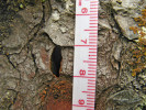 Výletové otvory kornatce velkého (Peltis grossa) mají tvar piškotu se základnou zhruba 10 mm. Foto P. Čížková