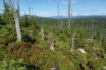 Horský smrkový les obnovující se  po narušení ukazuje na hloučkově  odrůstající přirozenou obnovu a velké množství odumřelého dřeva. Foto P. Čížková