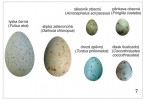 Vejce se liší nejen barvou, ale také charakteristickým typem skvrnění. Na ukázku byly vybrány čtyři druhy pěvců (Passeriformes, čtyři nejmenší vejce) a dva druhy chřástalovitých (Rallidae). Velikost vajec je na tomto obr. relativní. Foto M. Šulc