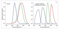 Tři typy lidských čípků citlivé na oblast „viditelného“ světla v rozmezí  přibližně od 400 do 700 nm (vlevo).  Sítnice ptáků ale navíc obsahuje jeden typ čípku citlivý na UV složku spektra (300–400 nm) – viz vpravo na příkladu sýkory modřinky (Cyanistes caeruleus). Upraveno podle: M. C. Stoddard a R. O. Prum (2008)