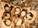 Otevřená hálka žlabatky růžové (Diplolepis rosae) – komůrky s larvami původce hálky a jeho parazitoidů. Foto J. Švábík